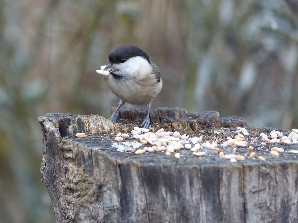 Willow Tit - Coleta Holzhäuser