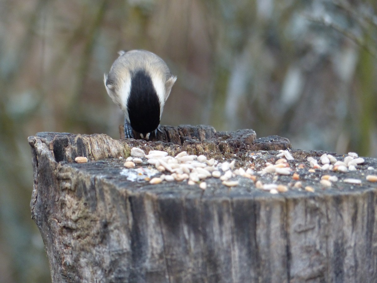 Mésange boréale - ML516439521