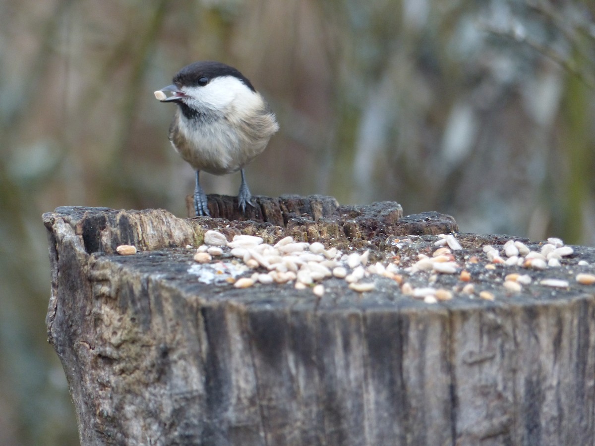 Willow Tit - ML516439531