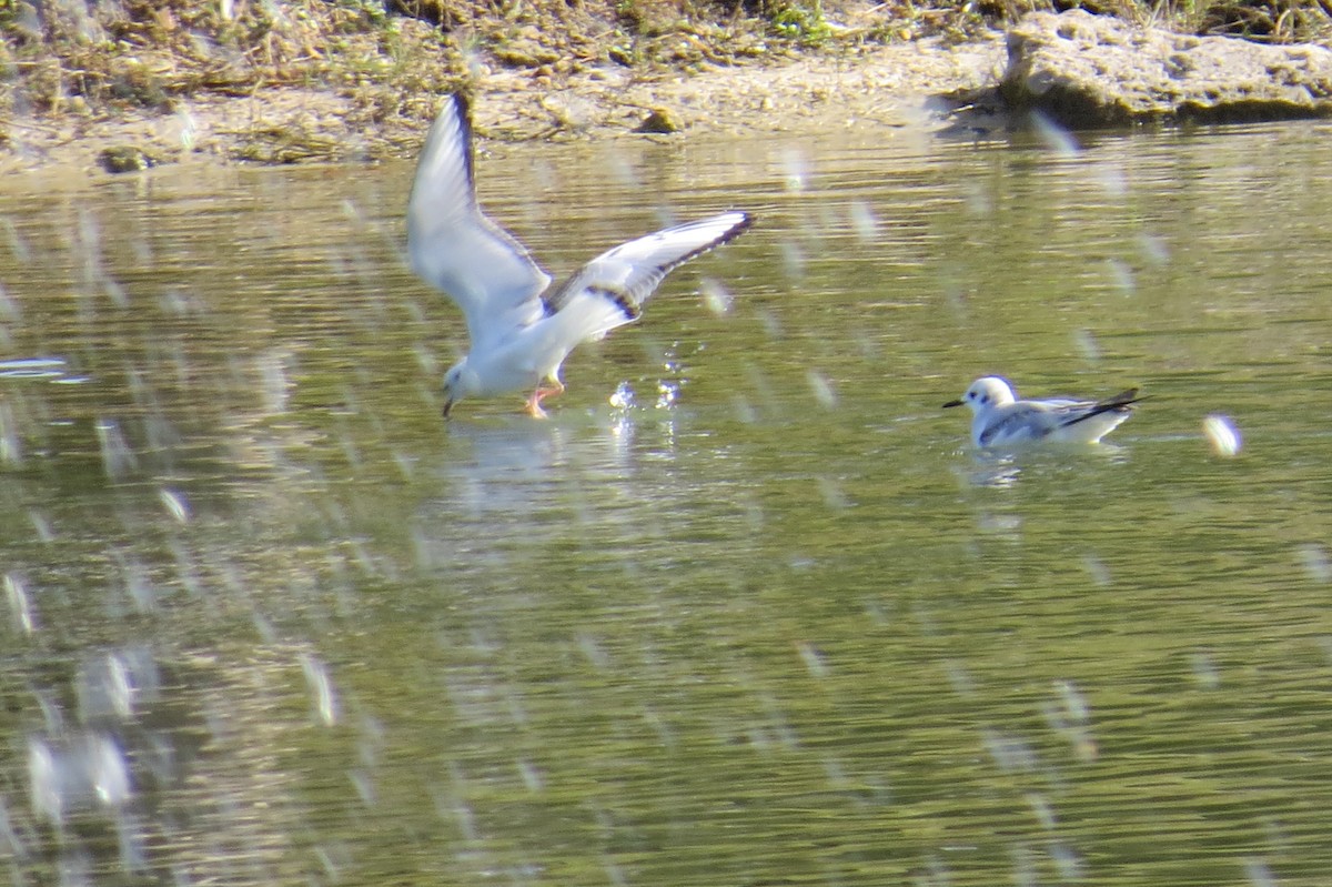 Mouette de Bonaparte - ML516441231