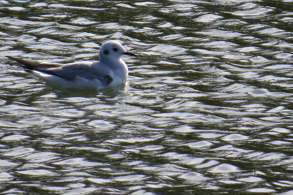 Bonaparte's Gull - ML516441241