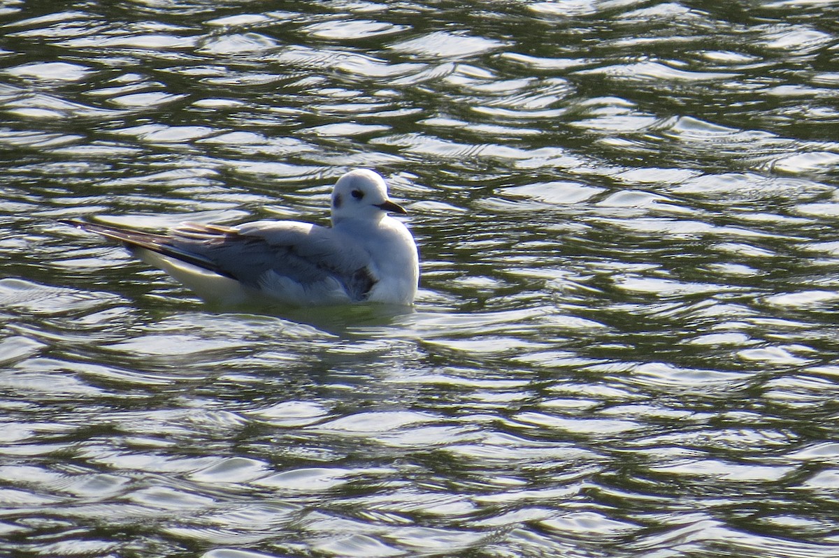 Mouette de Bonaparte - ML516441251