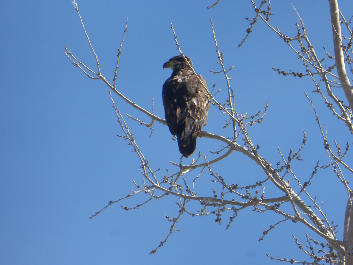 Bald Eagle - ML51644211