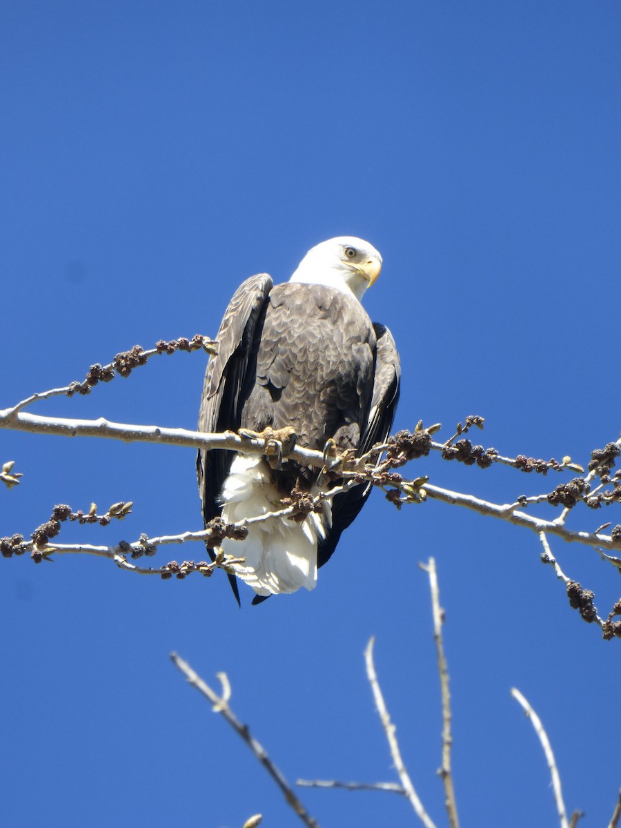 Bald Eagle - ML51644231