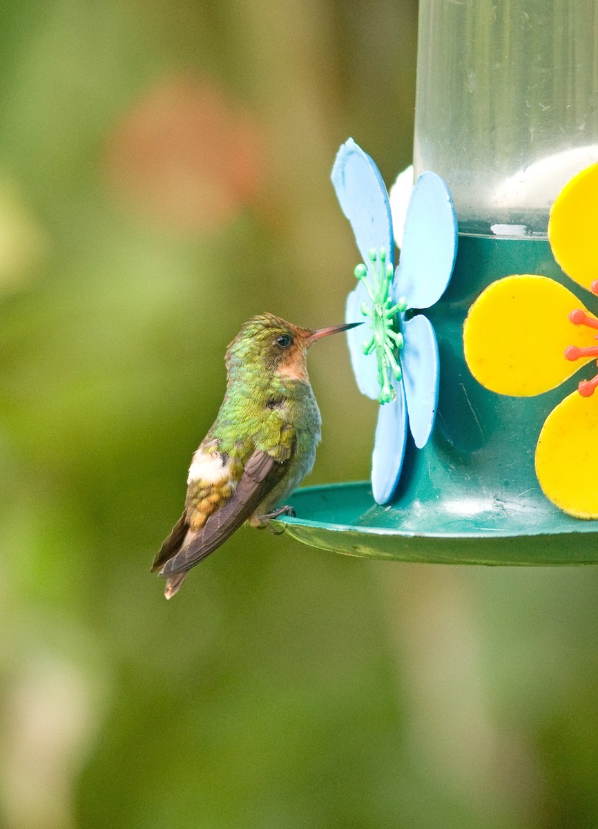 Frilled Coquette - ML51644281