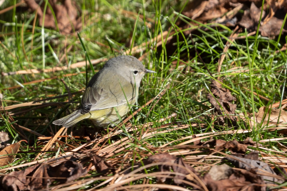 Orange-crowned Warbler - ML516444011