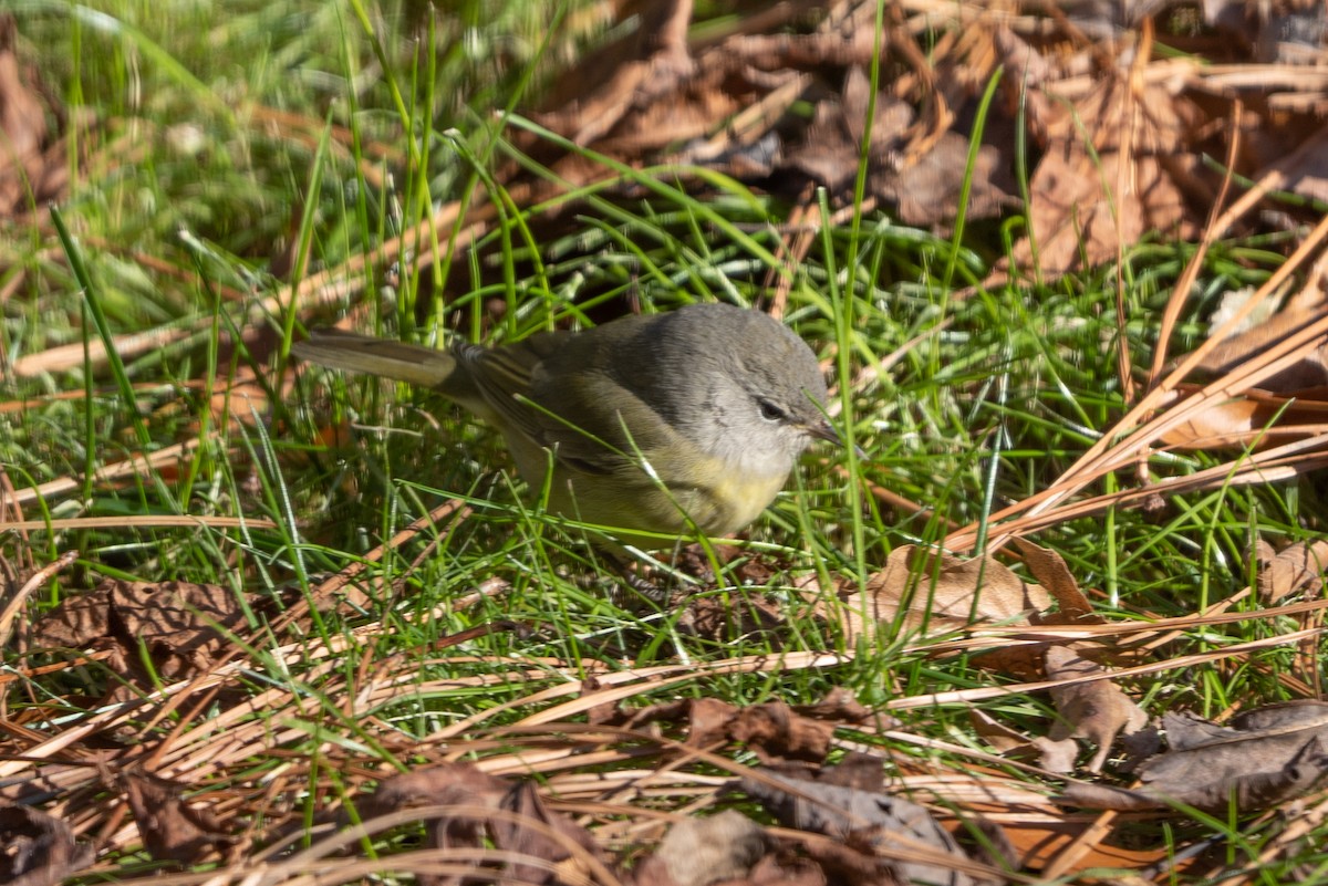 Orange-crowned Warbler - ML516444021