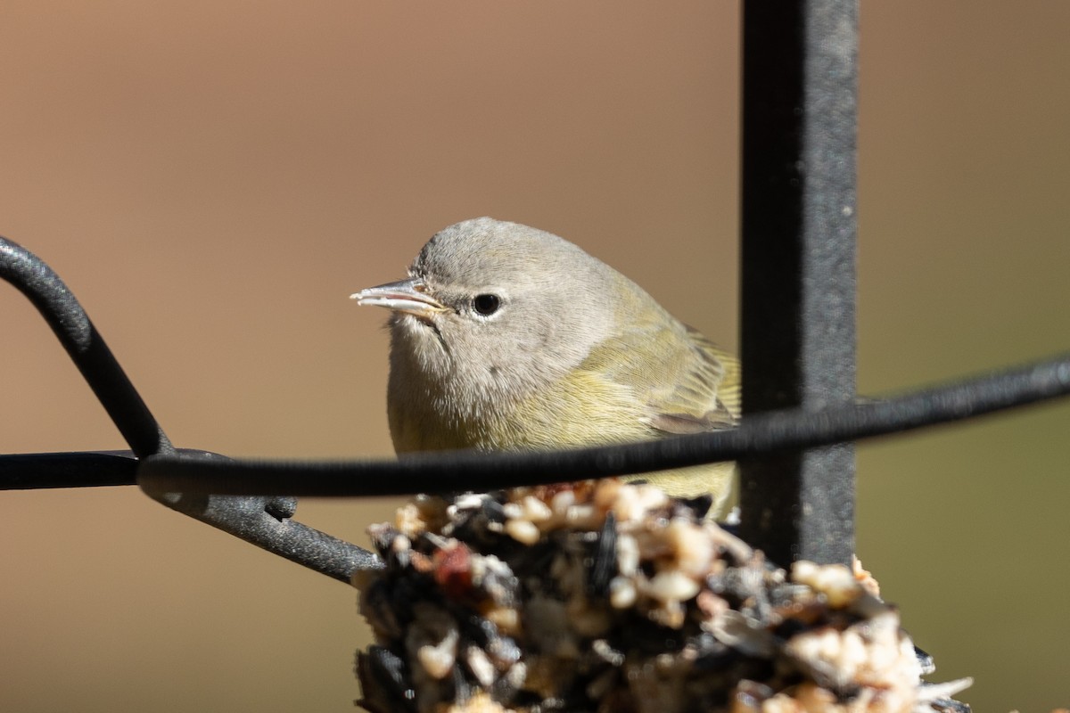 Orange-crowned Warbler - ML516444031