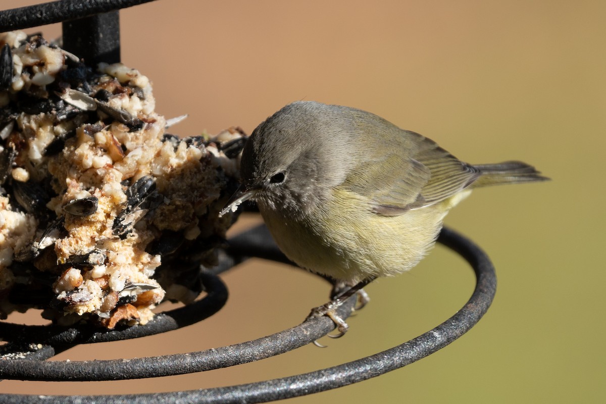 Orange-crowned Warbler - ML516444041