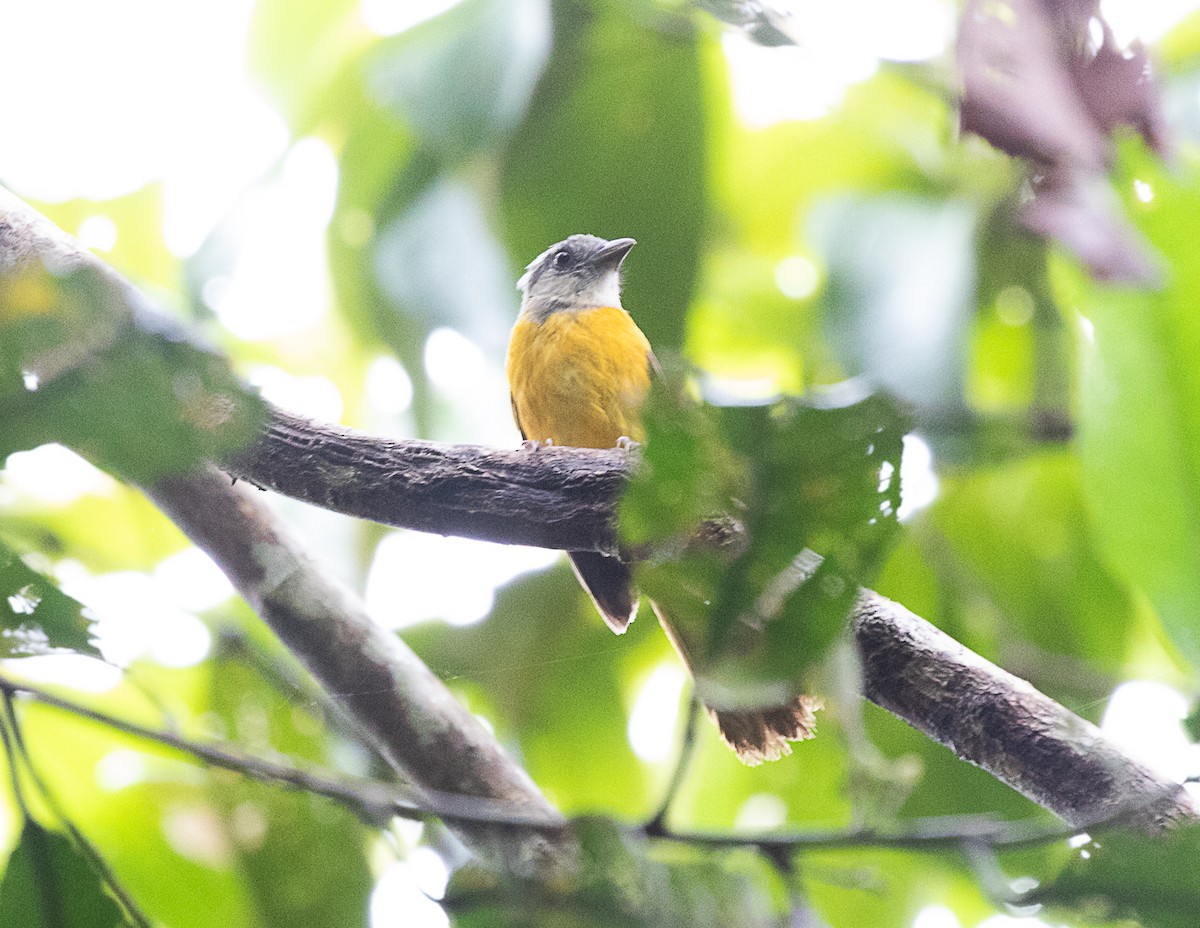 Gray-headed Tanager (Gray-headed) - ML516444361