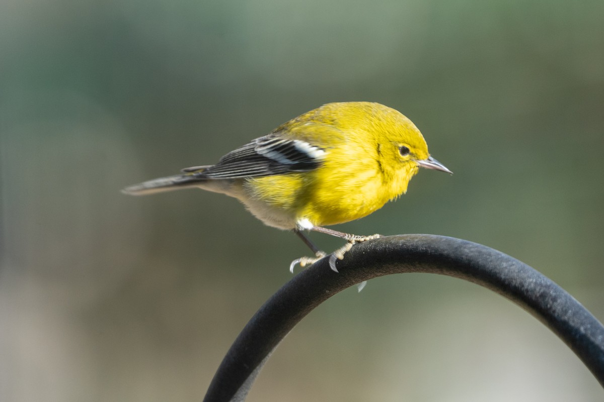 Pine Warbler - ML516444411