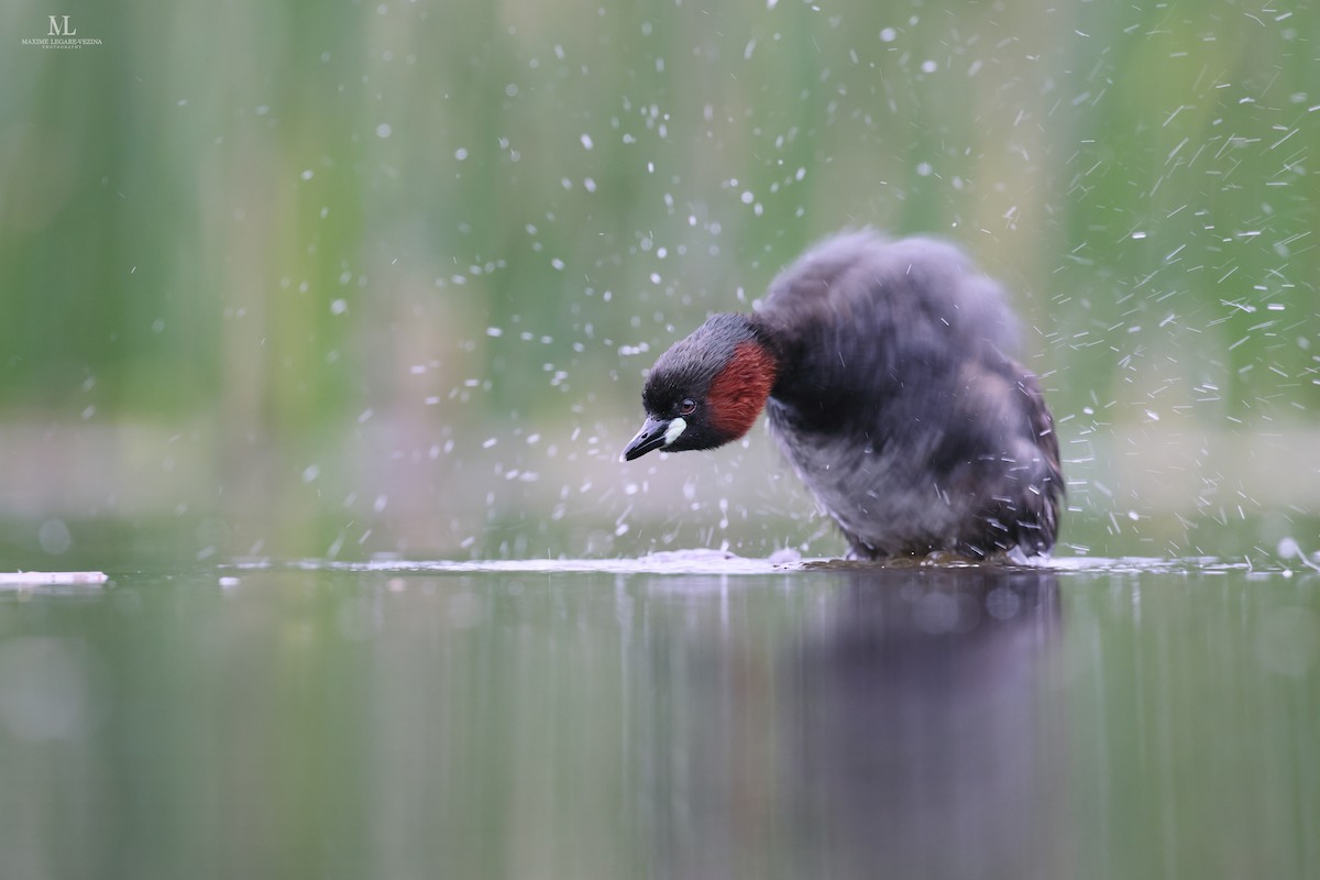 Little Grebe - ML516444601