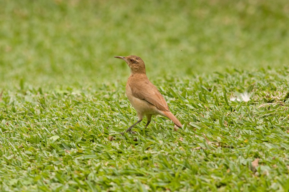 Rufous Hornero - ML51644481