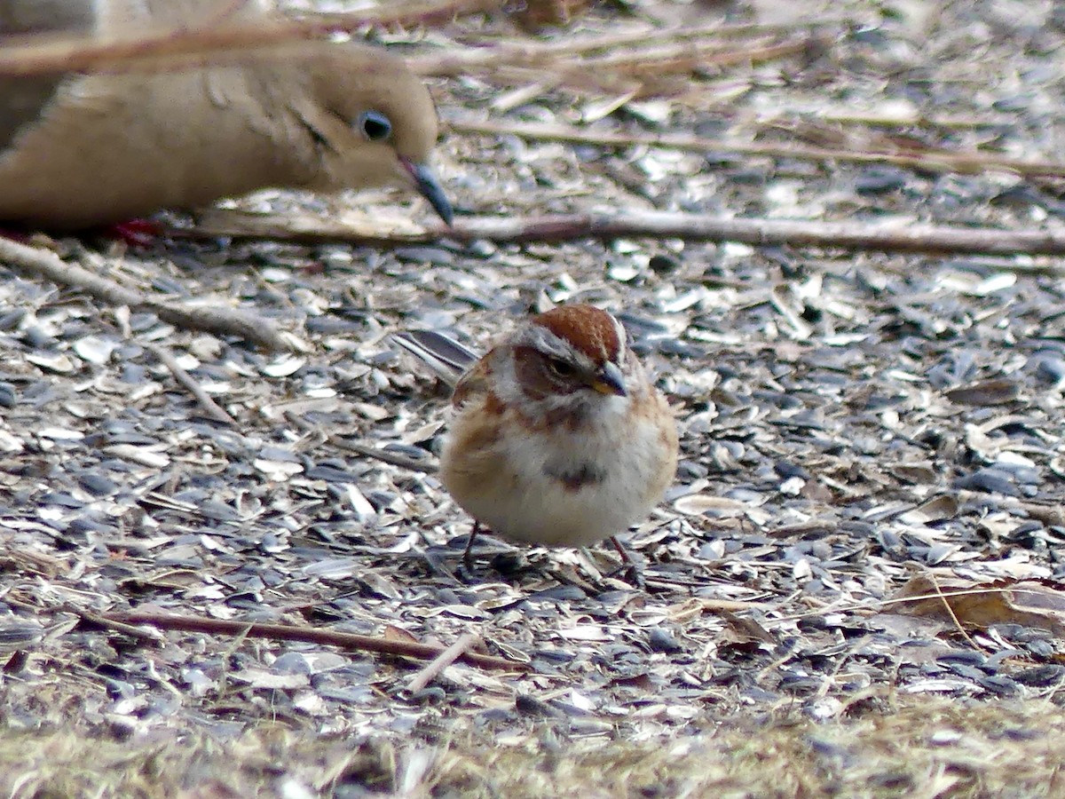 ムナフヒメドリ - ML516445001