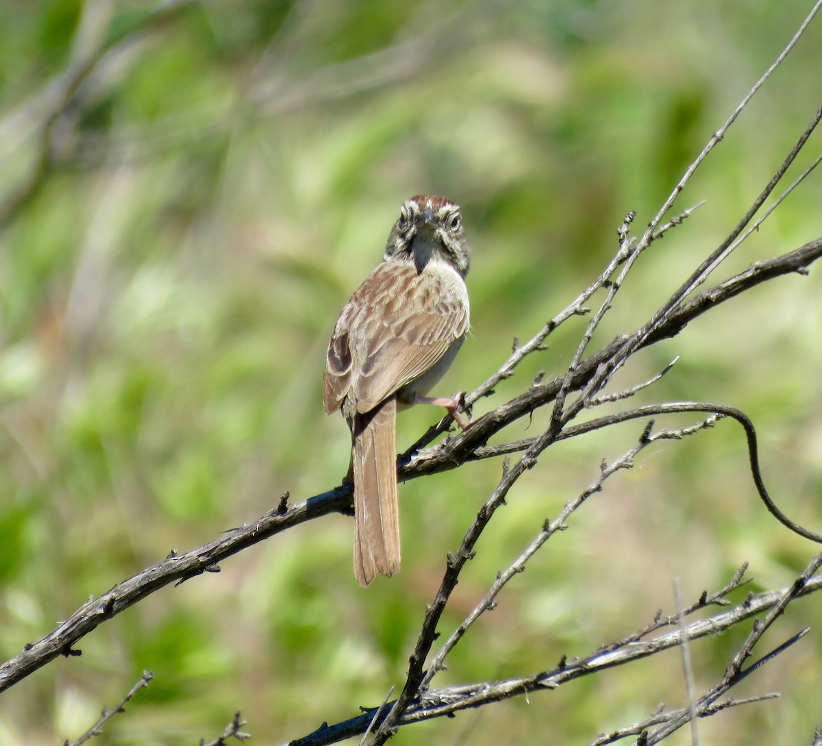 Rufous-crowned Sparrow - Johnny Galt