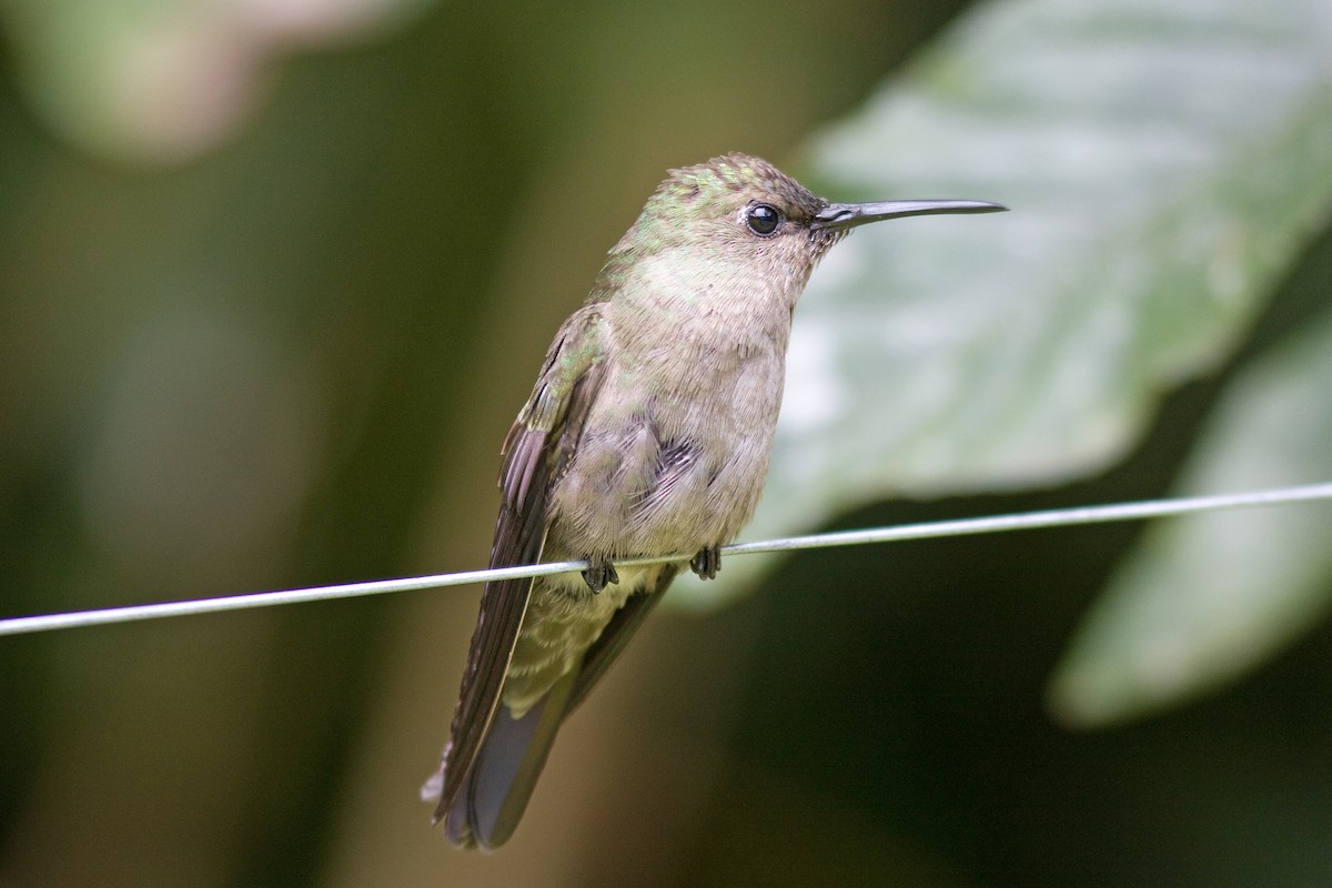 Sombre Hummingbird - ML51644581