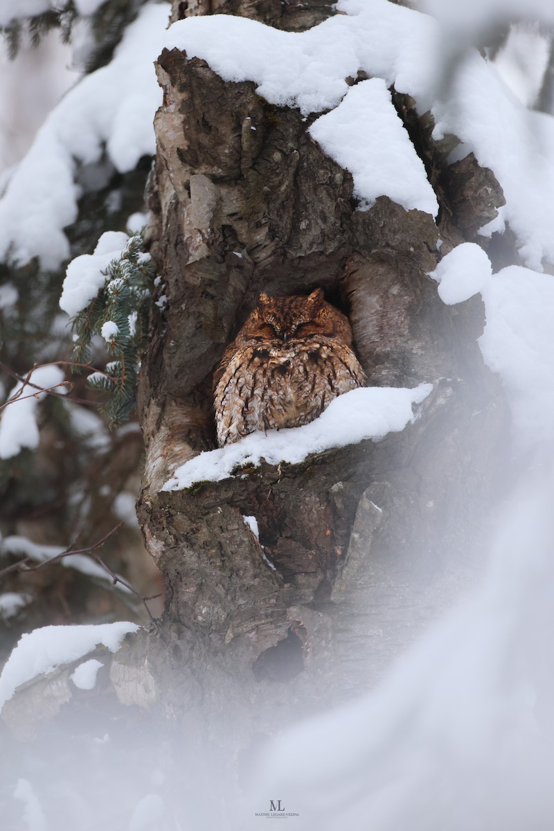 Western Screech-Owl - ML516449021