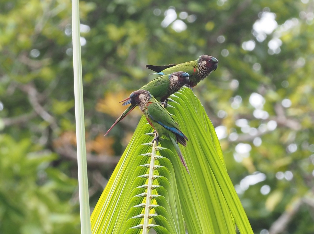 アカオウロコインコ - ML516451541