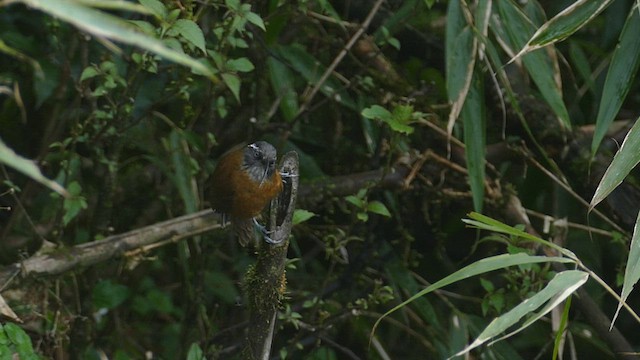 Slender-billed Scimitar-Babbler - ML516451591