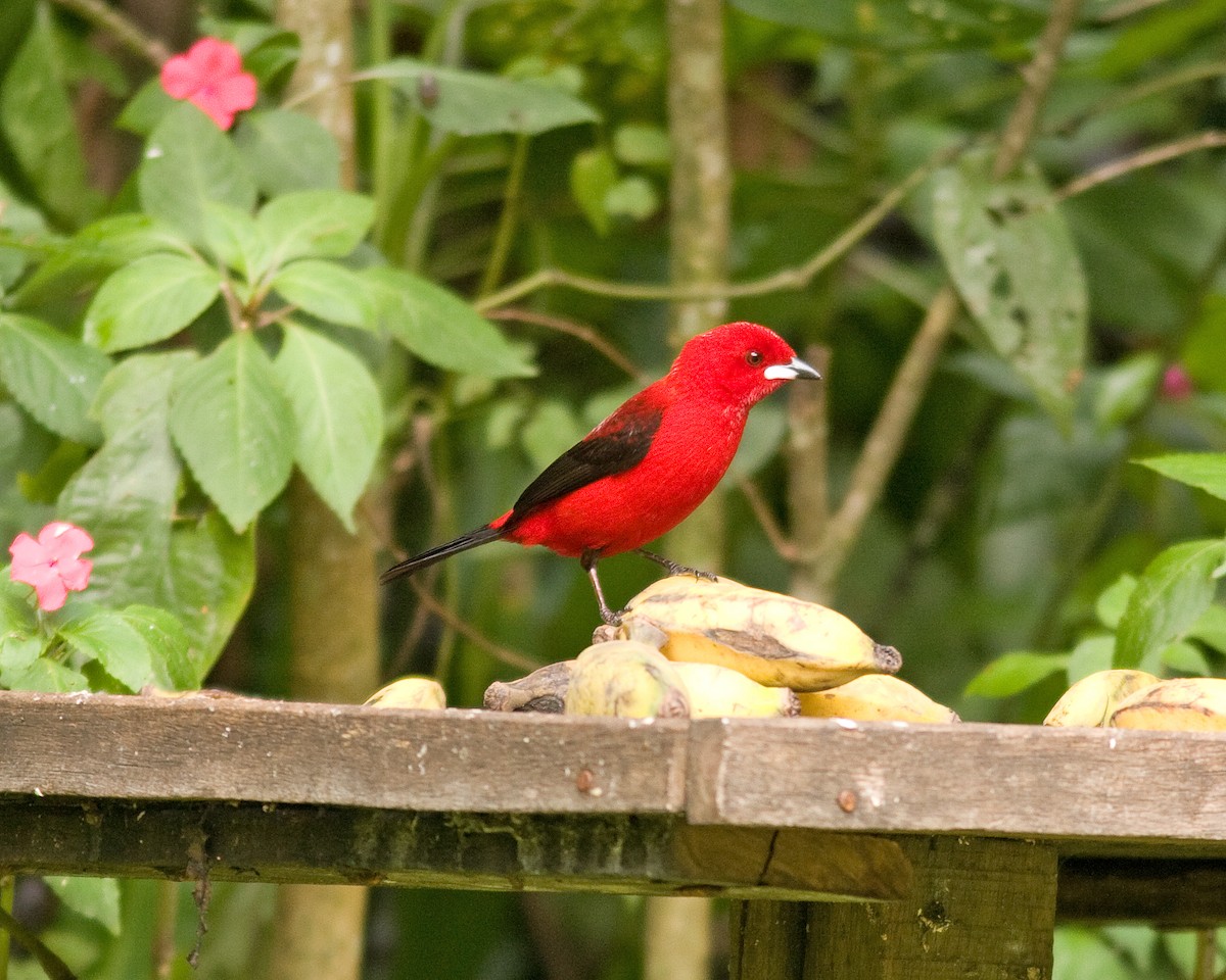 Brazilian Tanager - ML51645301