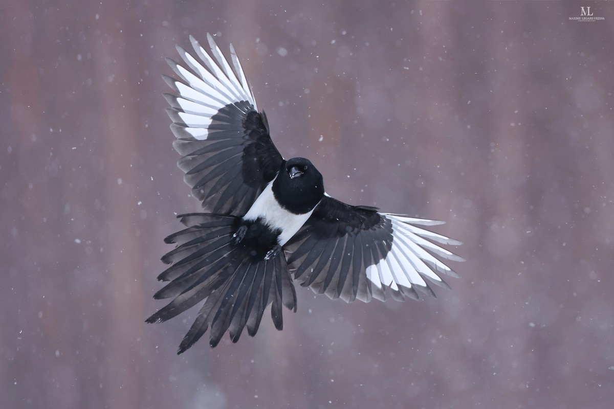 Hudsonelster - ML516453391