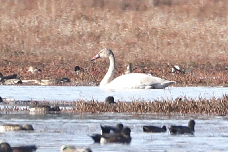 Tundra Swan - ML516455111