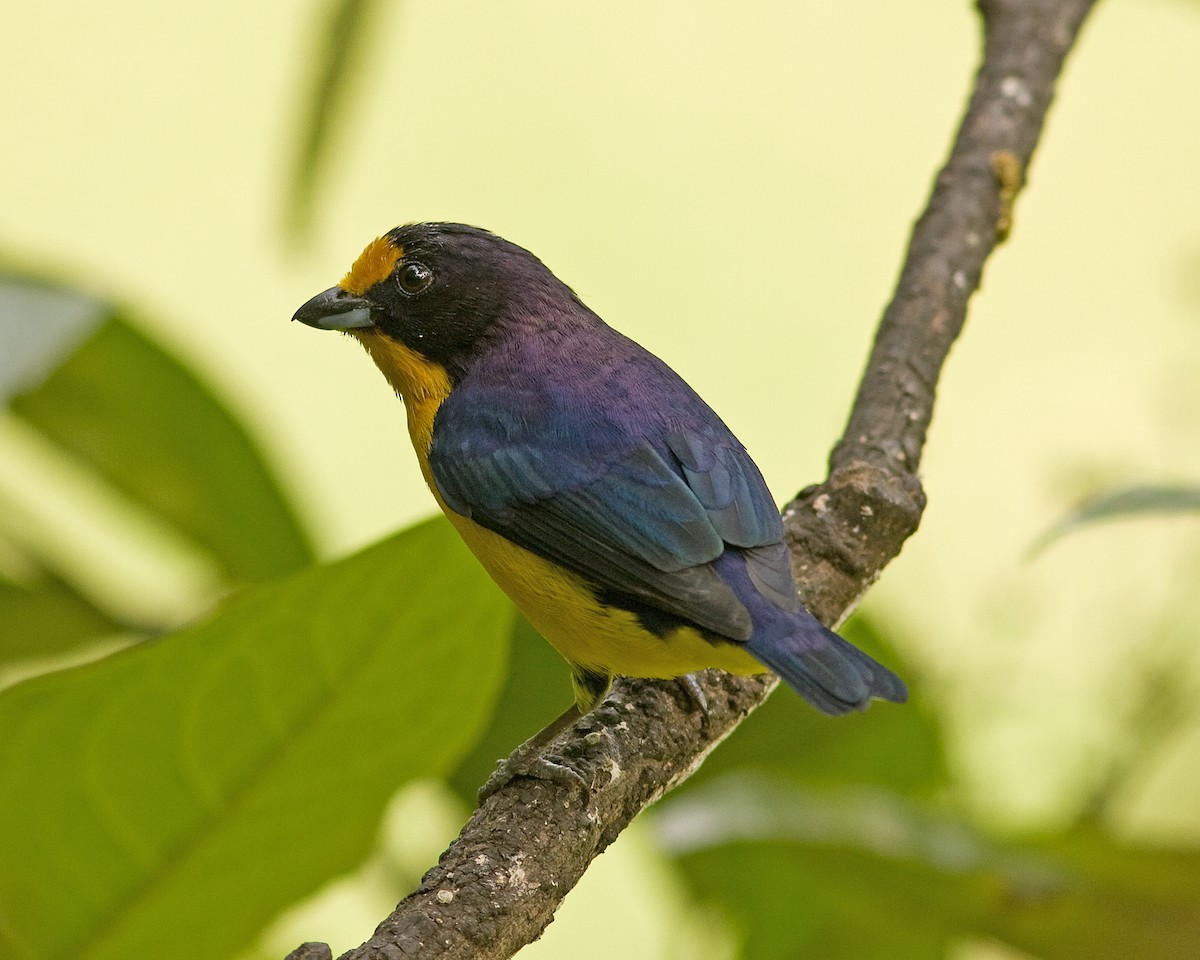 Violaceous Euphonia - ML51645521