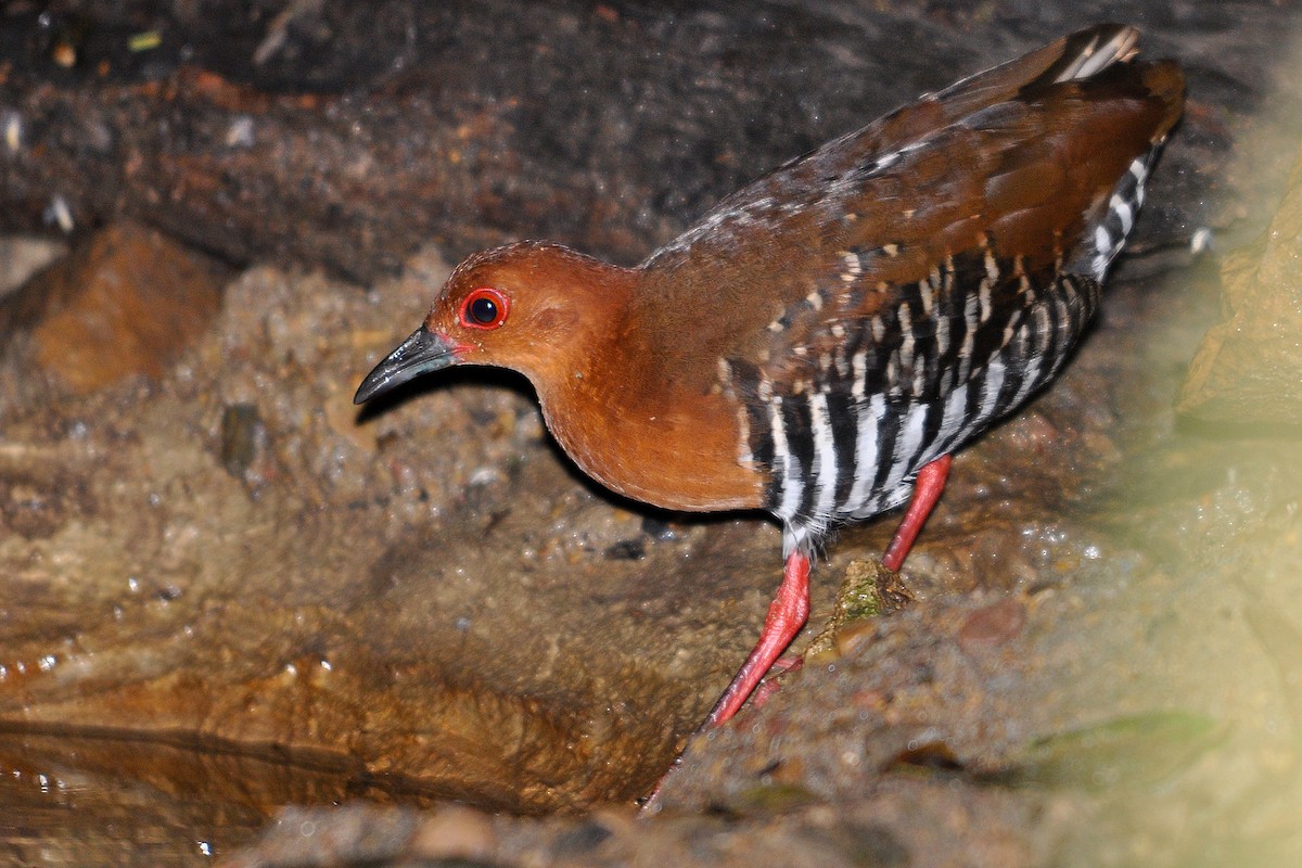 Red-legged Crake - ML516455231