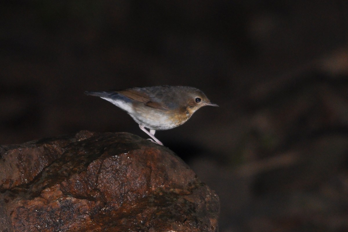 Siberian Blue Robin - ML516455361