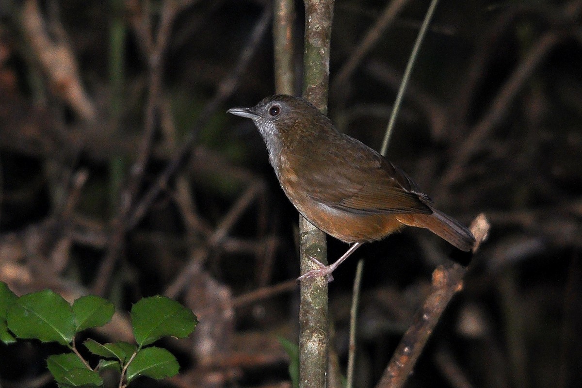 Abbott's Babbler - ML516455411