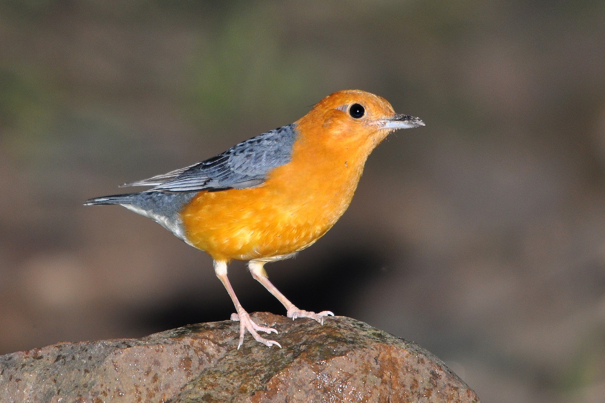 Orange-headed Thrush (Orange-headed) - ML516455561