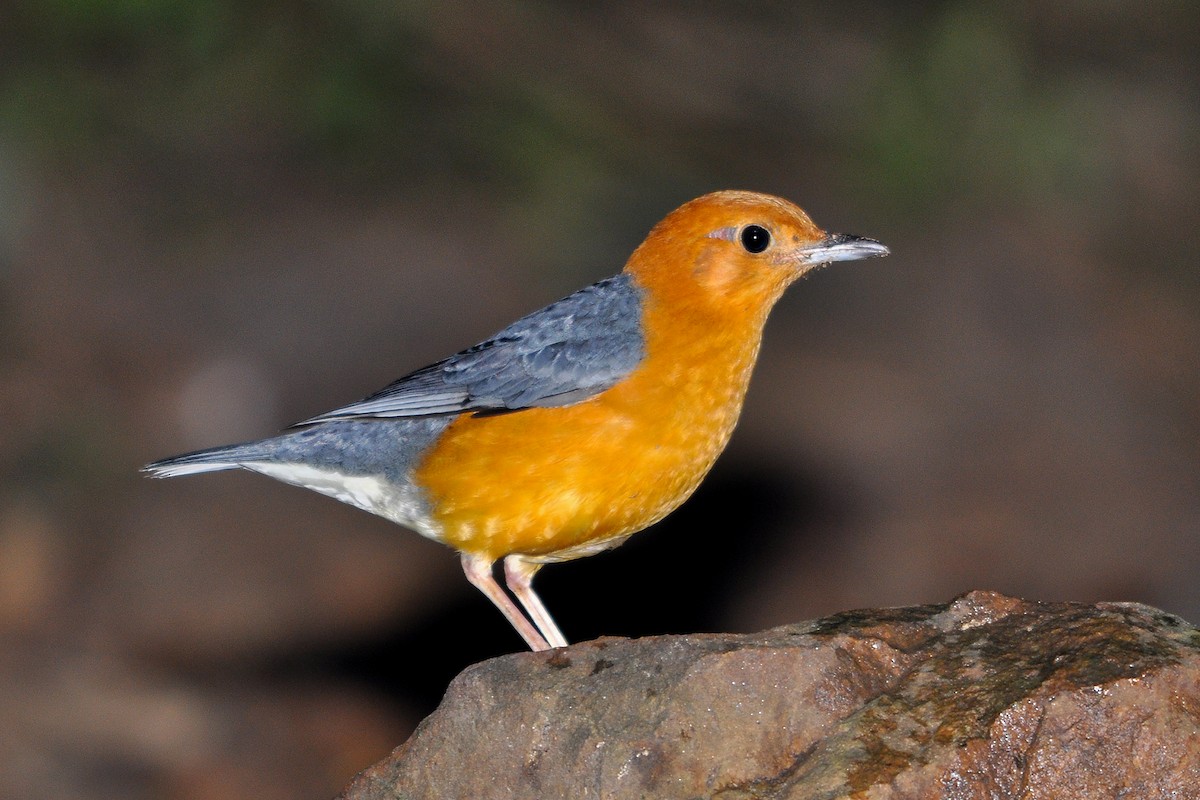 Orange-headed Thrush (Orange-headed) - Miguel Rouco