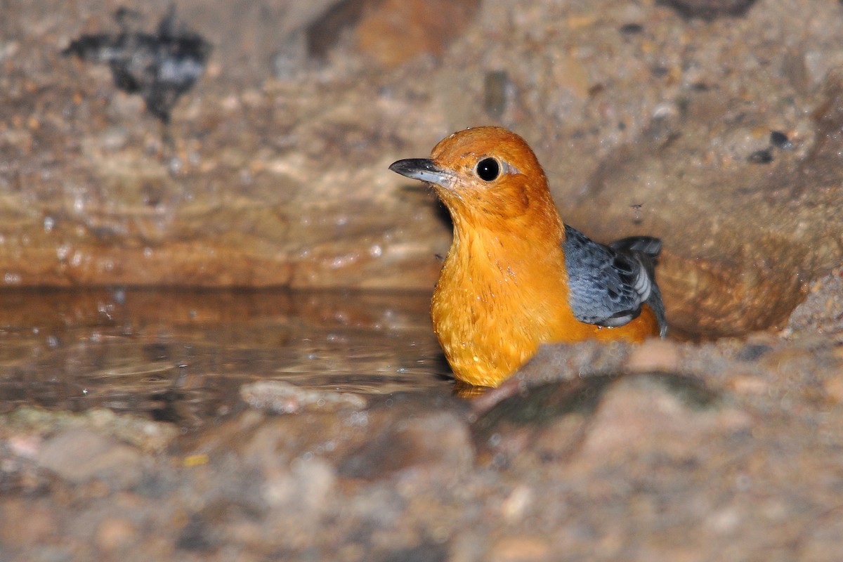 Orange-headed Thrush (Orange-headed) - ML516455591