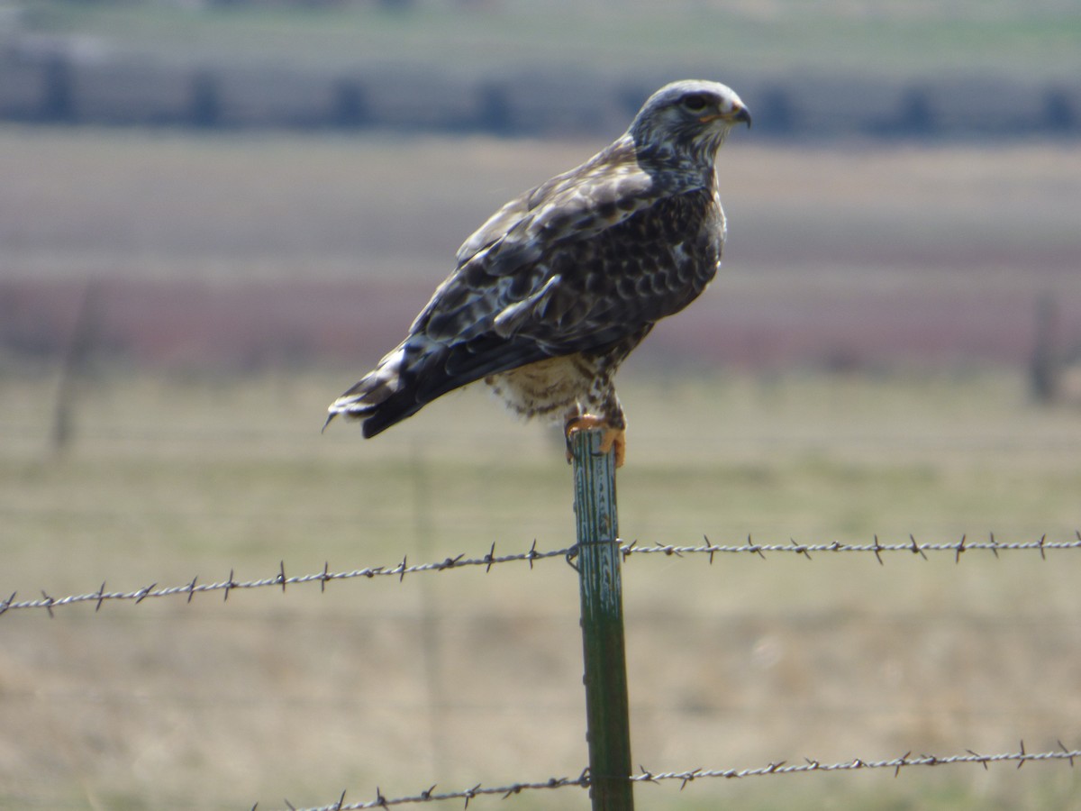 Northern Harrier - ML51645571