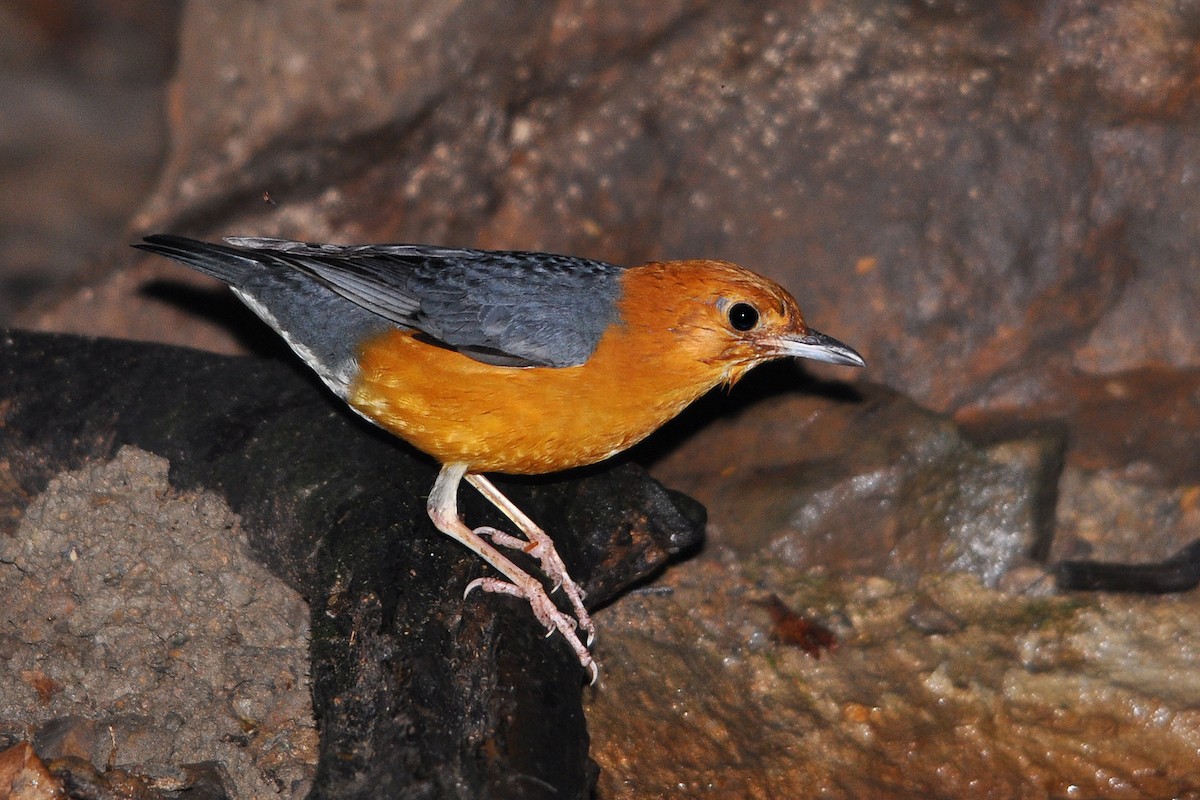 Orange-headed Thrush (Orange-headed) - ML516455781