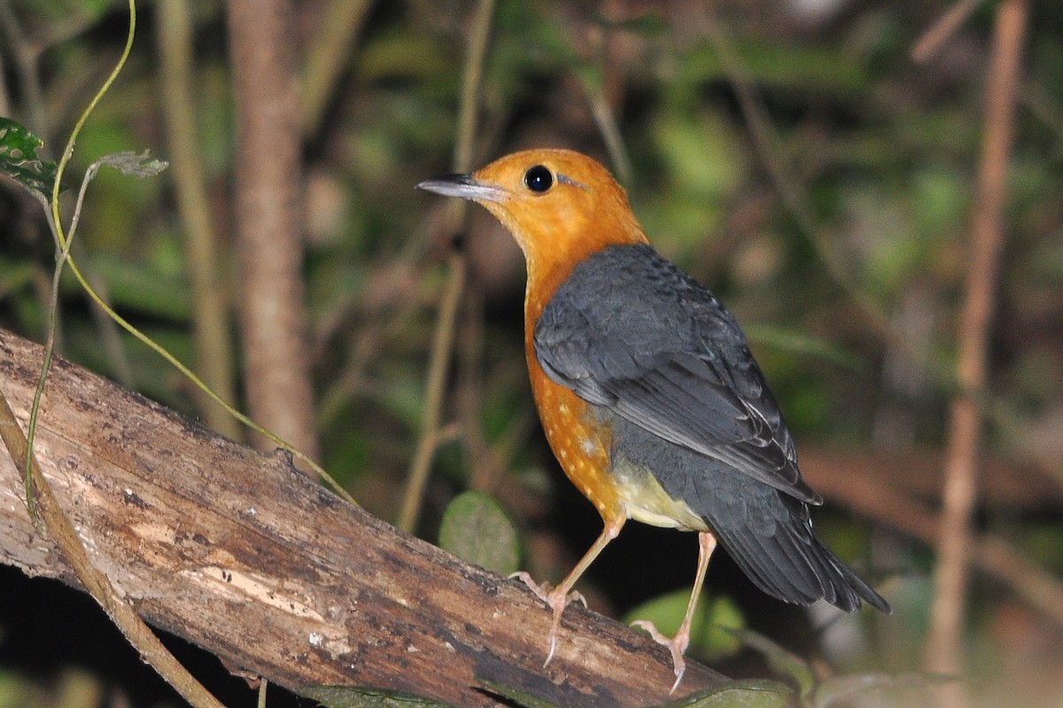 Orange-headed Thrush (Orange-headed) - ML516455801