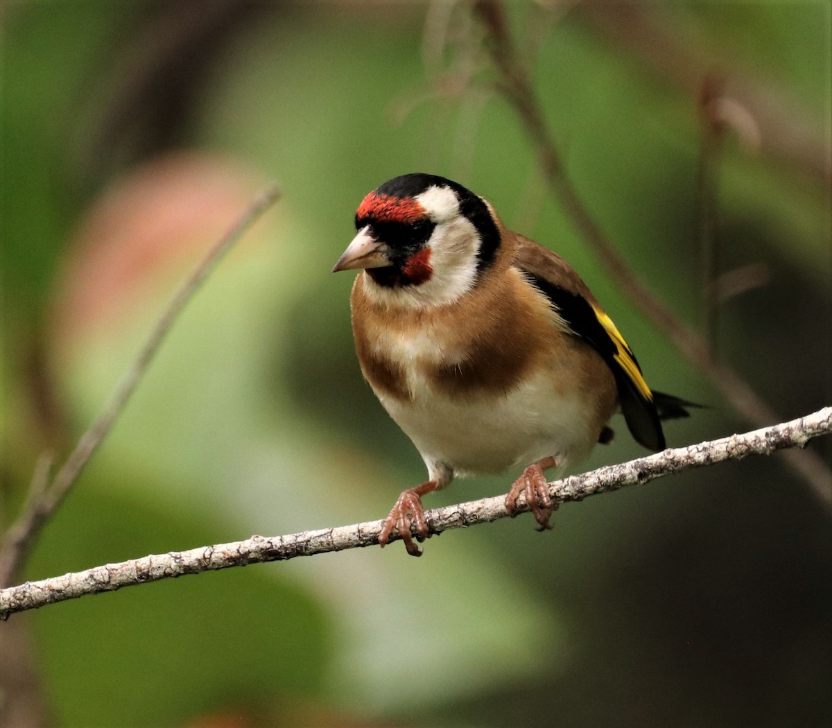 European Goldfinch - ML516456091