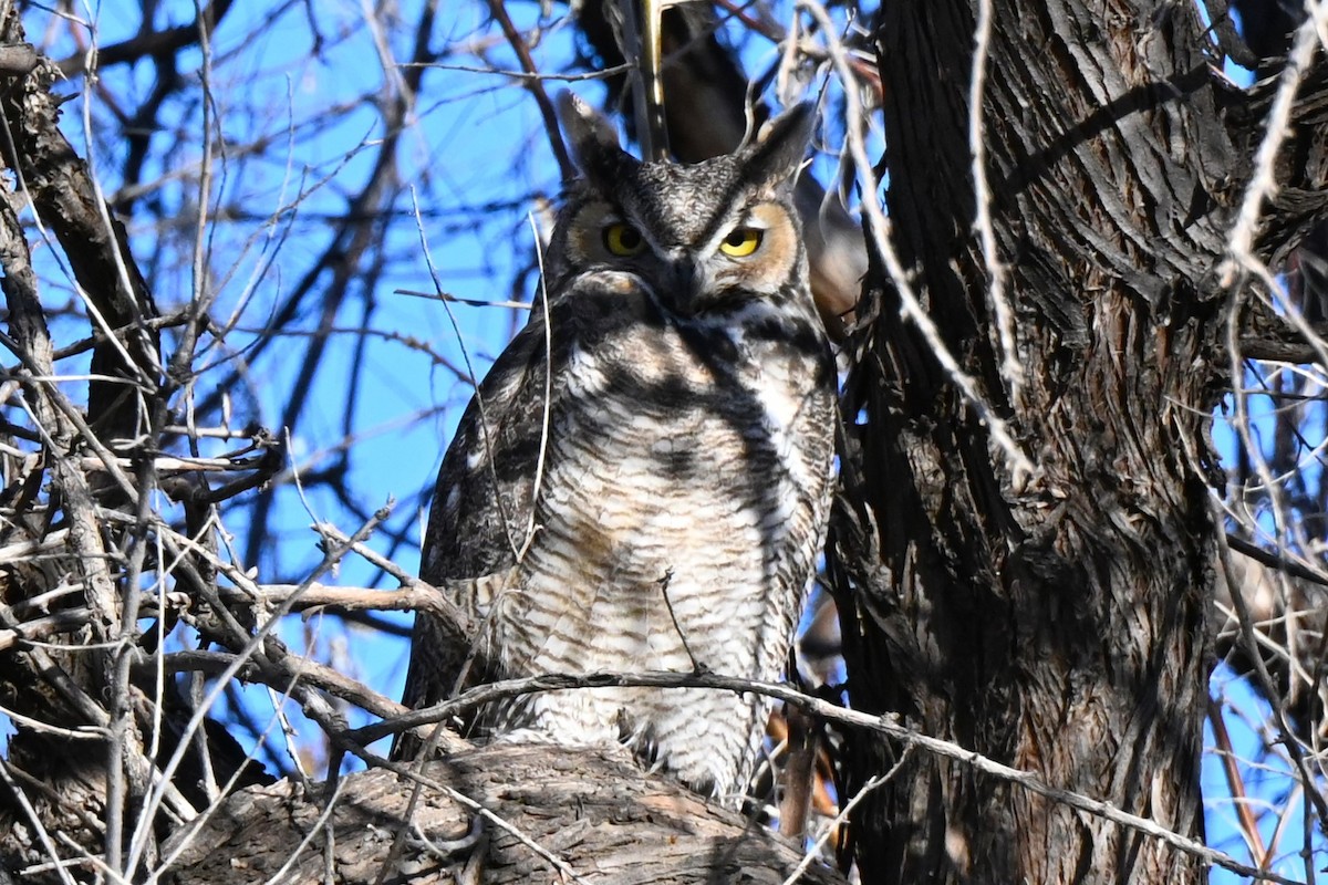 Great Horned Owl - ML516457131