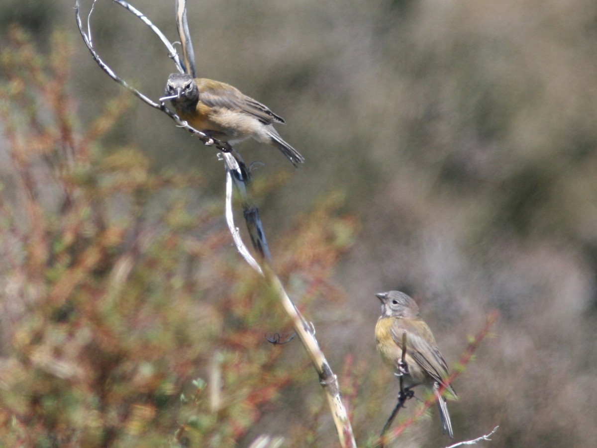 Gray-hooded Sierra Finch - ML516457611