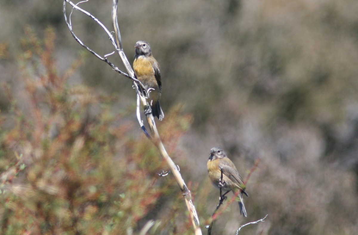 Gray-hooded Sierra Finch - Markus Deutsch