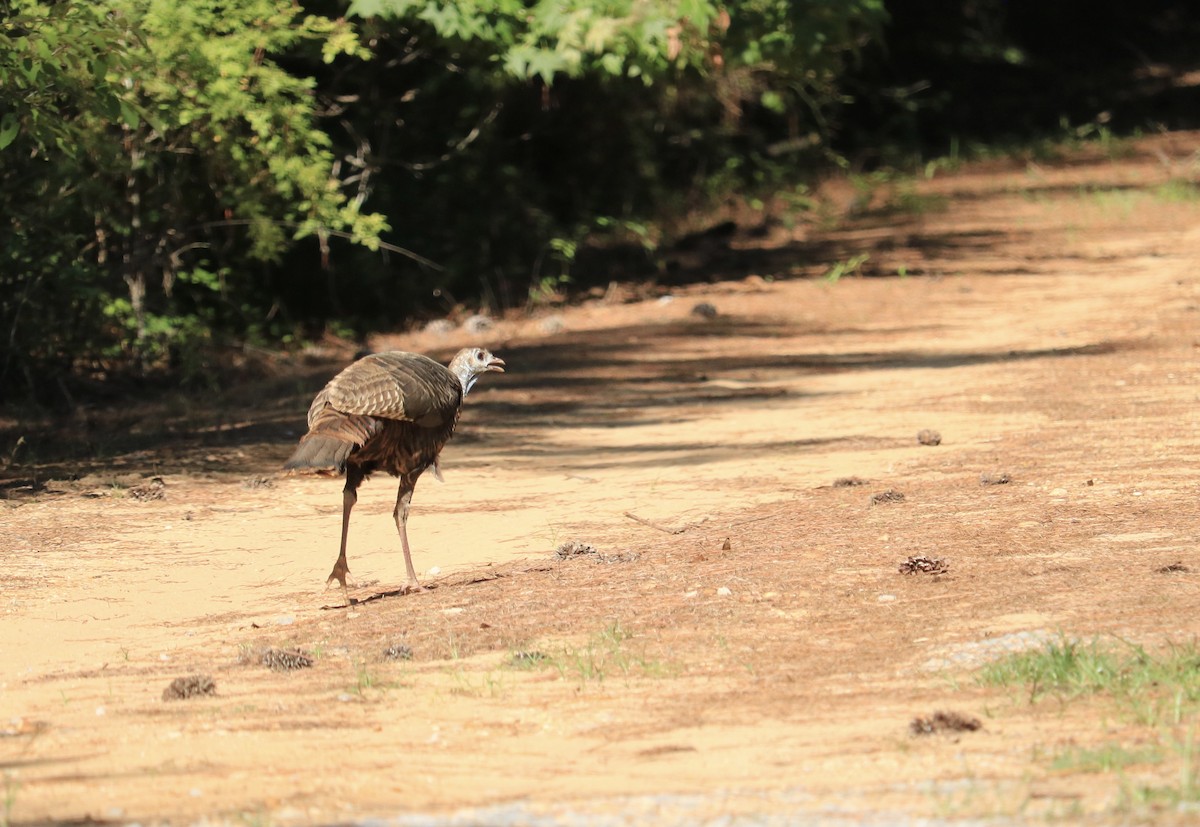 Wild Turkey - ML516457651