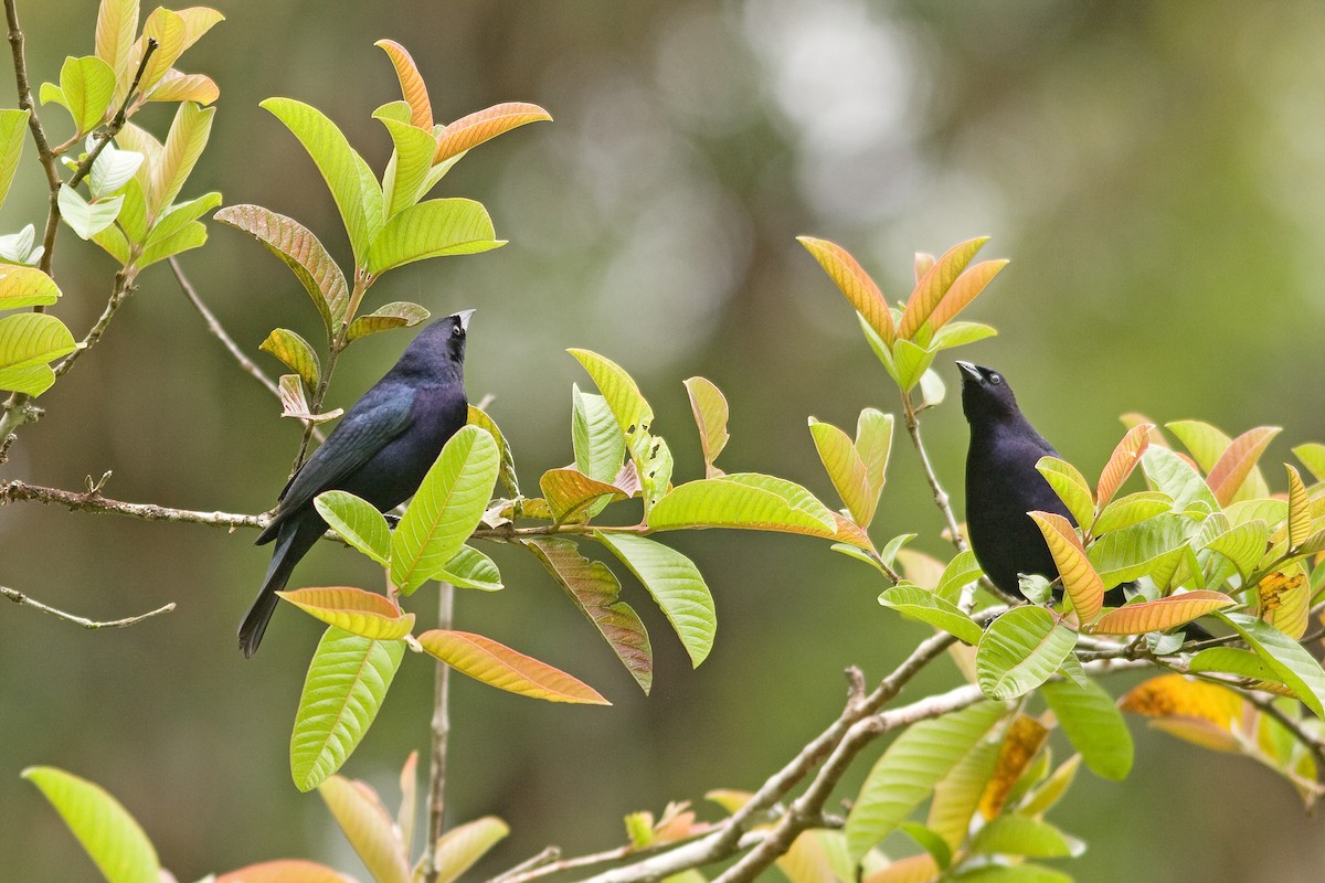 Shiny Cowbird - ML51645771