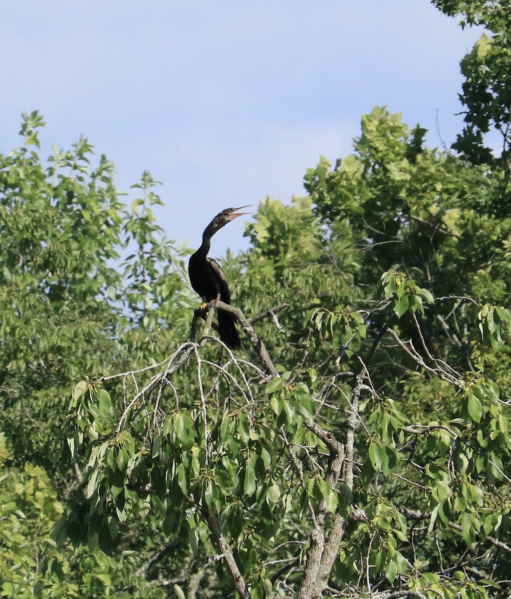 Anhinga d'Amérique - ML516457951