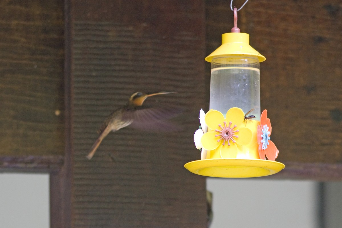 kolibřík pilozobý - ML51645861