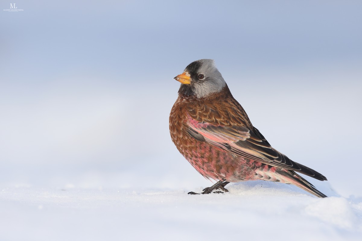 Gray-crowned Rosy-Finch - ML516458831