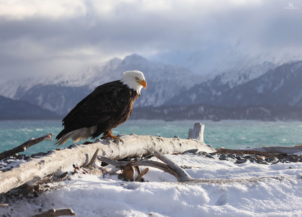 Bald Eagle - Maxime Légaré-Vézina