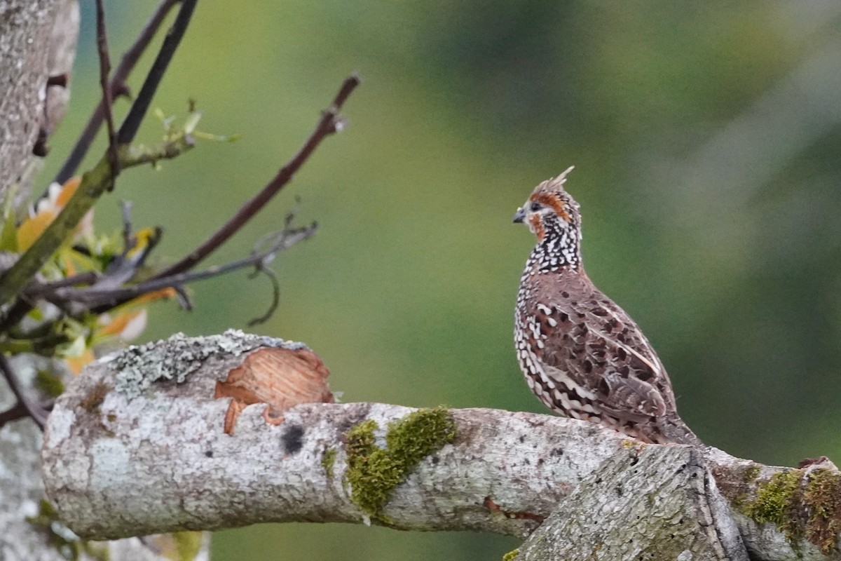 Crested Bobwhite - ML516459081