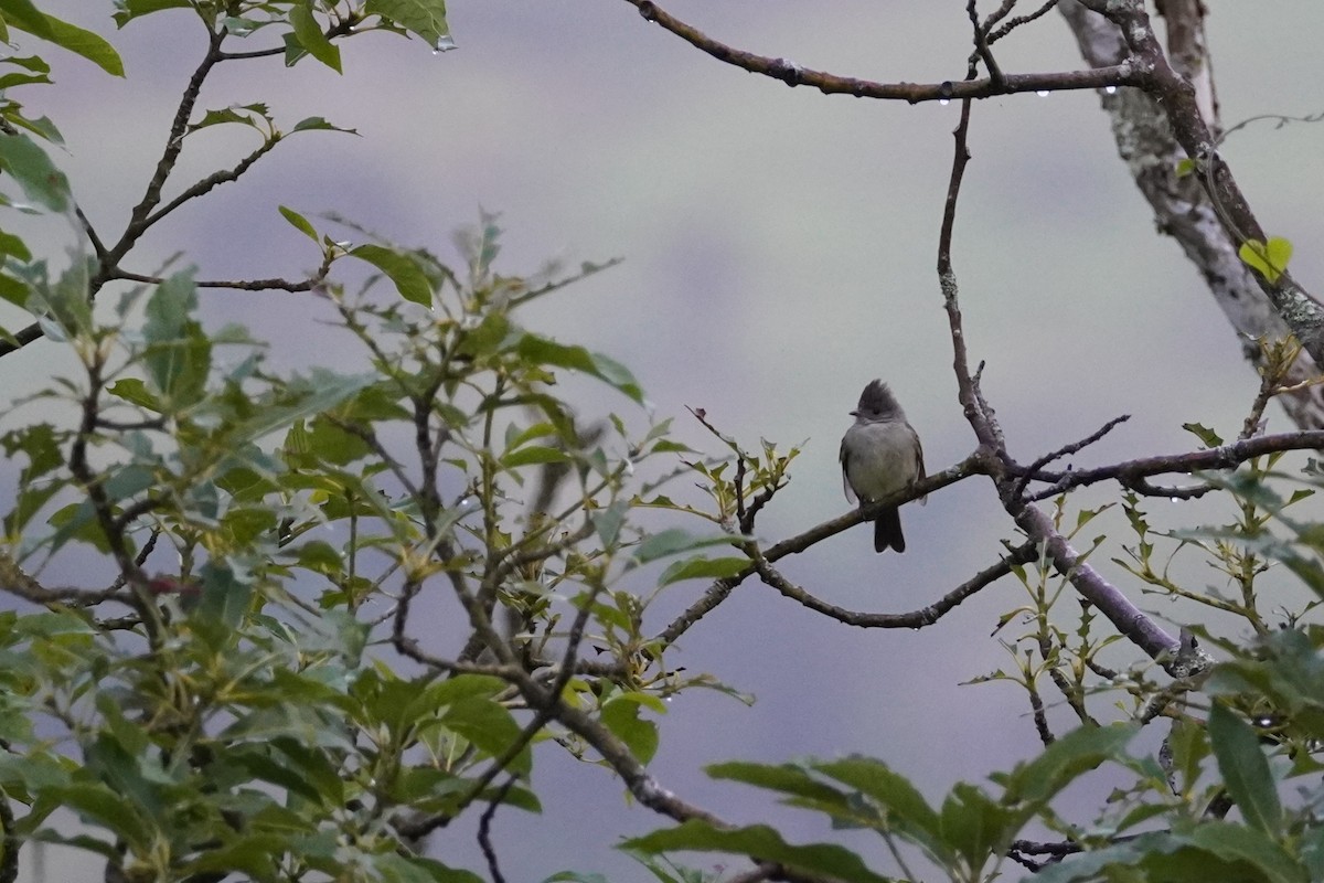 Yellow-bellied Elaenia - ML516459221
