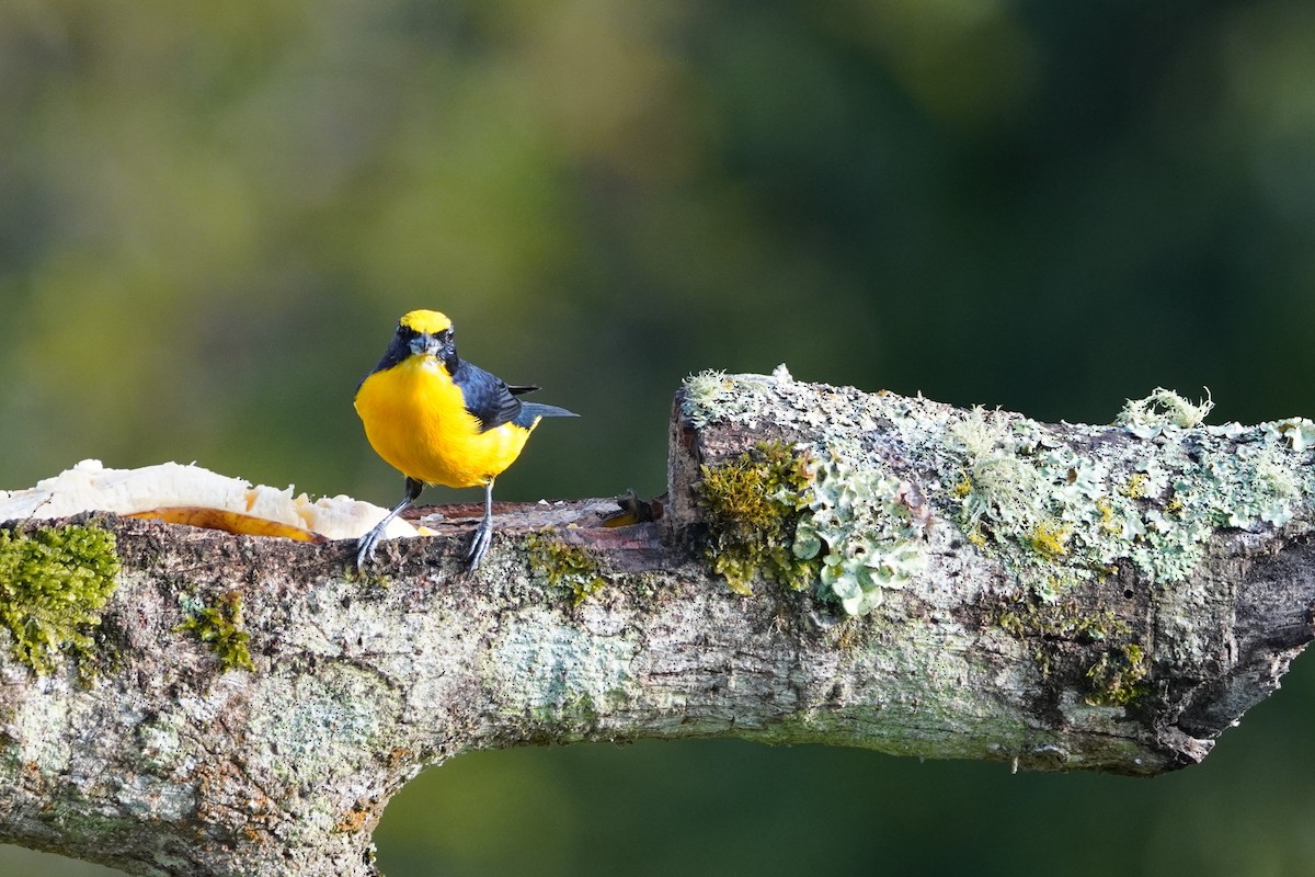 Thick-billed Euphonia - Ivan Castrillón