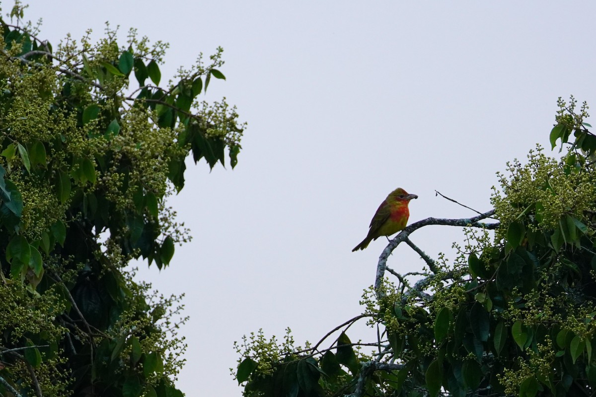 Summer Tanager - ML516459271
